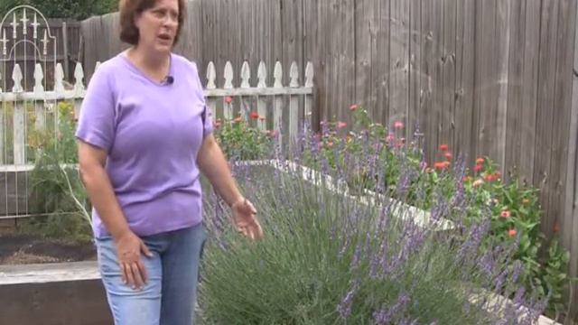 Growing Lavender in NW Arkansas смотреть онлайн