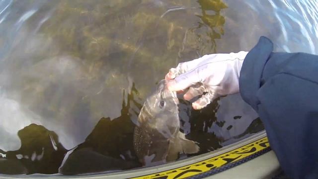 Рыбалка на каяках в Озелло Треиле Флорида апрель 25 2019 Kayak Fishing with Cptn Brian in Ozello FL смотреть онлайн