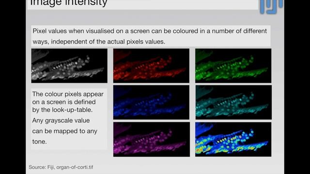30 min Introduction to Fiji/ImageJ for bioimage/microscopy analysis. смотреть онлайн