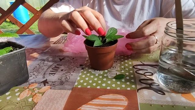 Черенкование гортензии быстро и легко смотреть онлайн