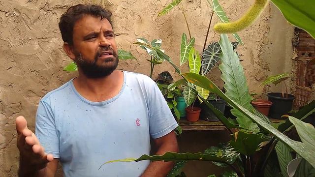 PLANTA CANGURU 😂DINHO BATIZOU o ( Xanthosoma atrovirens ) смотреть онлайн