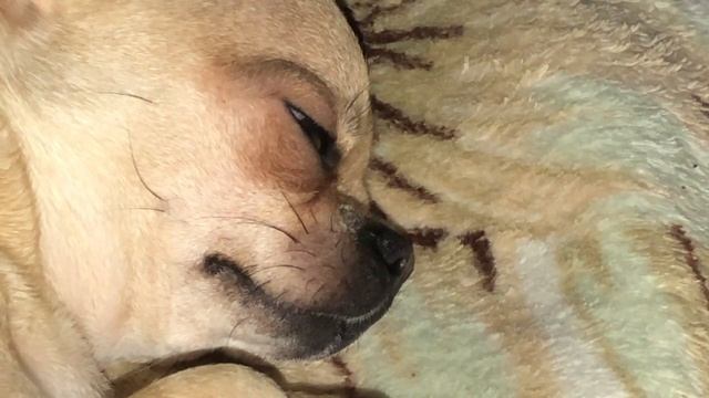 Милая чихуахуа улыбается и стреляет глазками во сне смотреть онлайн