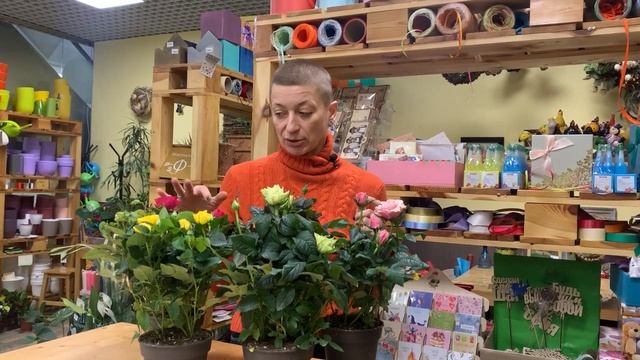 Роза Патио Хит - комнатное растение для южного окна. Обзор сорта: в чем отличие от других. смотреть онлайн