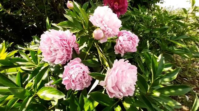 Пион ГРАЦИЕЛЛА / Paeonia GRAZIELLA - ОБЗОР, ОПИСАНИЕ, ЦВЕТЕНИЕ, ОТЗЫВ смотреть онлайн