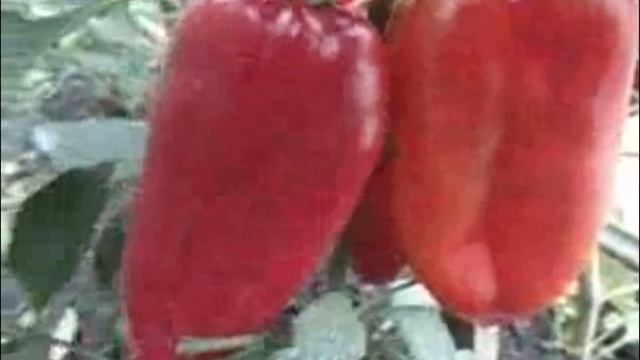 САМЫЙ СЛАДКИЙ ПЕРЕЦ-ВКУСНЫЙ СЛАДКИЙ ПЕРЕЦ НА ЗИМУ смотреть онлайн