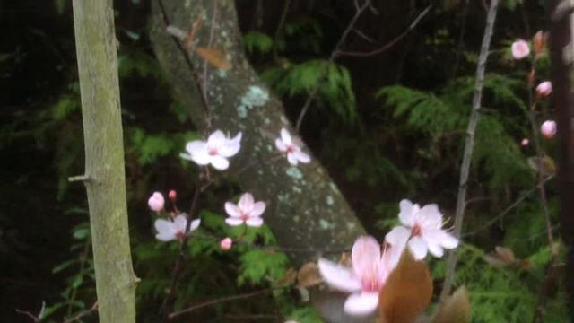 Cerisiers à fleurs ou cerisier du Japon Prunus 'Pissardii' Une beauté printanière смотреть онлайн