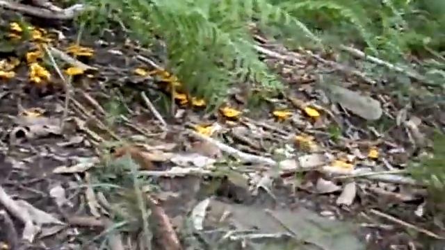 SETAS Cantharellus REBOZUELOS смотреть онлайн