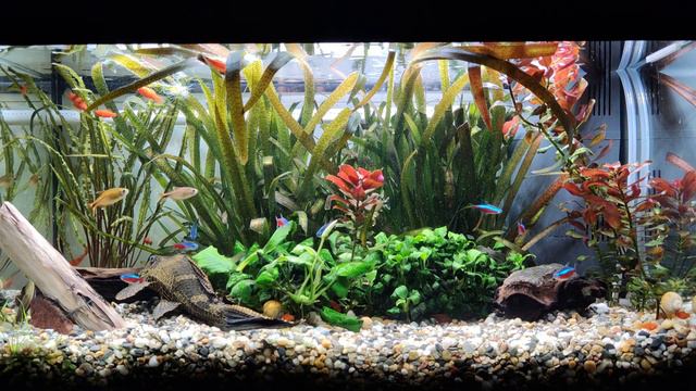 Аквариум 60л. День 228. смотреть онлайн