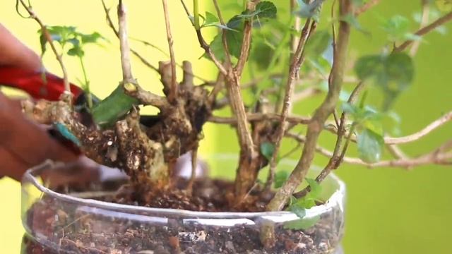 Lantana Bonsai Making At Home смотреть онлайн
