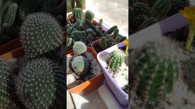 Зимовка и как я вывожу свои кактусы из спячки??Полезное видео, для цветения кактусов.