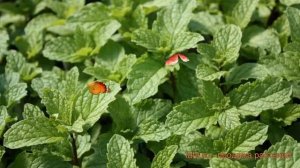 Мята обыкновенная Мохито Минце (mokhito-mintse) ? обзор: как сажать, саженцы мяты Мохито Минце