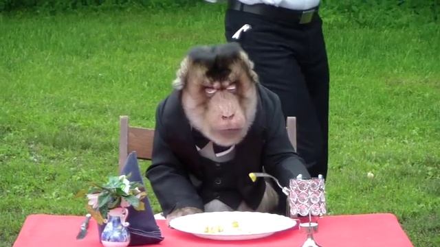 горилла как человек