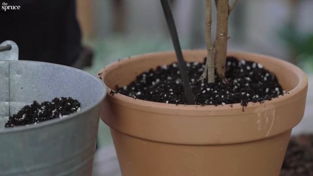 Weeping Fig Ficus Benjamina Plant Care & Growing Guide смотреть онлайн