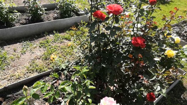 Блаженство : цветут мои розы.