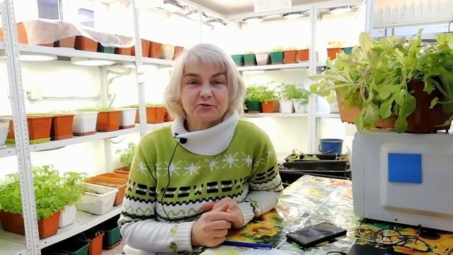 Сорт "Москвичка Валя-Молдованцевой" скороспелый смотреть онлайн