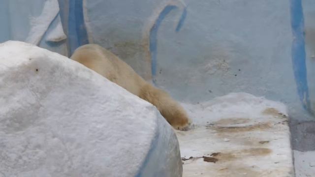 Кай, новосибирский зоопарк 9.12.15 (2) смотреть онлайн