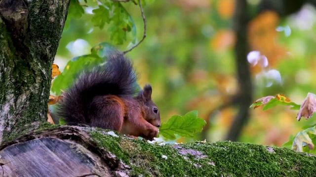 Флейта Будды - Рассвет _ Целебная музыка для медитации и внутреннего баланса смотреть онлайн