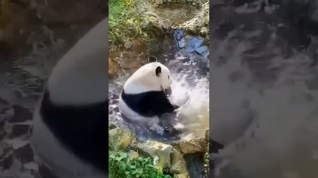 Panda Baby🐼 #panda #pandalover #shortsvideo #viral #video #viralvideo смотреть онлайн