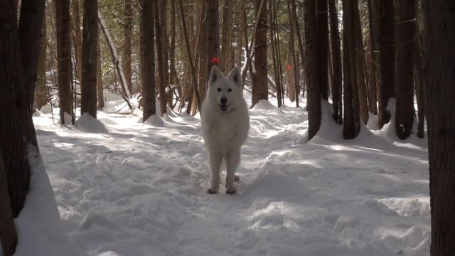 Возрастные изменения характера собаки. Белая Швейцарская Овчарка. смотреть онлайн