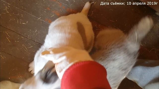 ОБЕД ЩЕНКОВ АЛАБАЙ / РЕАКЦИЯ ЩЕНКОВ НА СЫРОЕ МЯСО смотреть онлайн