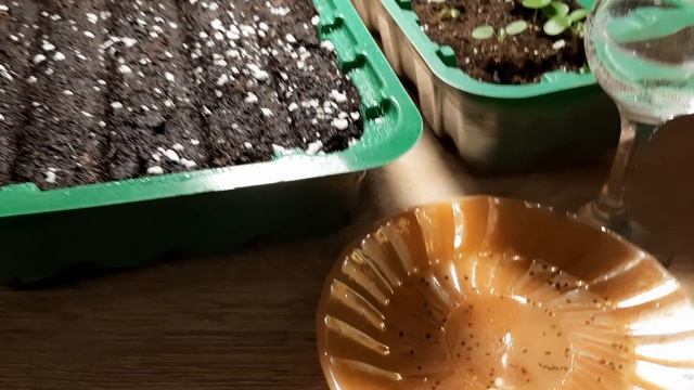 ПОСЕВ БАЛЬЗАМИНА УОЛЛЕРА ДЛЯ НАЧИНАЮЩИХ.ВСЕ НЮАНСЫ И ТОНКОСТИ. смотреть онлайн