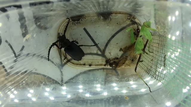 3 round Жук-кожевник vs богомол (Prionius vs mantis) смотреть онлайн