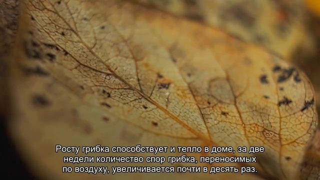 Елка угрожает здоровью смотреть онлайн