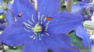 Клематис крупноцветковый Рапсоди ? обзор: как сажать, саженцы клематиса Рапсоди