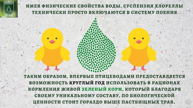 CHLORELLA для птицеводства смотреть онлайн