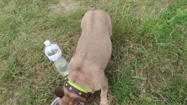 VLOG Поехали на речку купаться. Первая молодая картошка смотреть онлайн