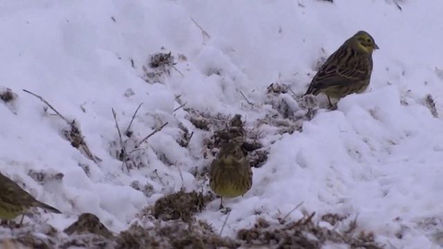 Птицы зимой: наблюдения или Какие опасности подстерегают на кормушках зяблика и других пташек смотреть онлайн