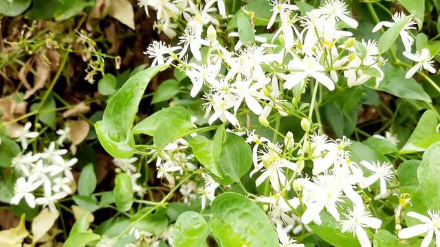 Clematis Terniflora/sweet Autumn Clematis 🍂 Flowers.