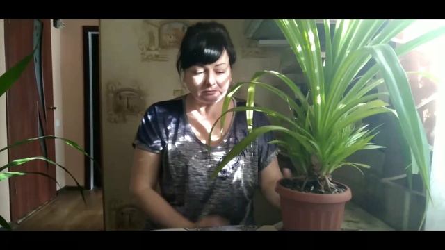 Панданус! Мой опыт выращивания! смотреть онлайн