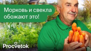 МОРКОВЬ И СВЁКЛА ВЫРАСТУТ СЛАДКИМИ, ГЛАДКИМИ И СОЧНЫМИ, если посыпать их ЭТИМ сразу после всходов