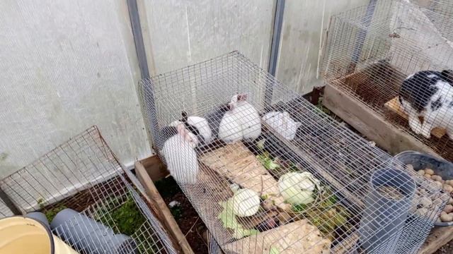 18.11.23 Предзимье. Небольшие потери. Отсадка кроликов. смотреть онлайн