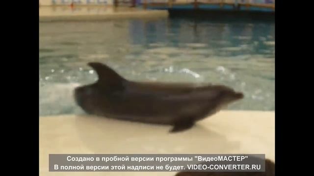 Танцующие животные, собаки танцуют / Dancing animals, dog is dancind смотреть онлайн