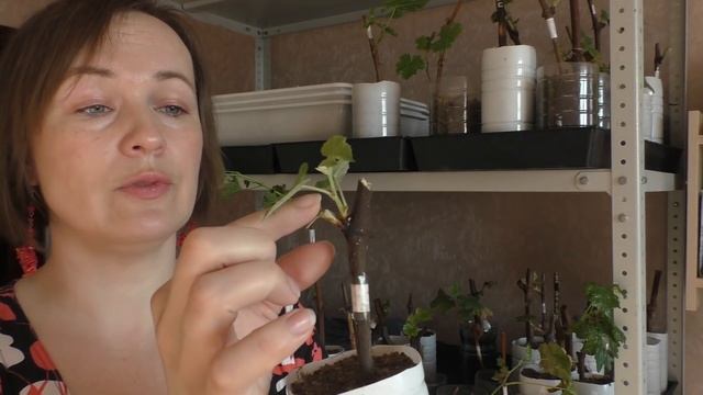 Уход за молодыми саженцами винограда. Вопросы. Проблемы смотреть онлайн