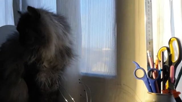 Котик, солнышко, тишина и странная штука для массажа головы!? смотреть онлайн