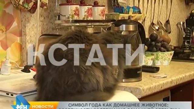 Символ года, как домашнее животное: особенности содержания домашней обезьяны. смотреть онлайн
