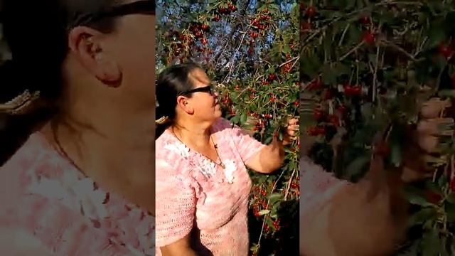 Вишня на даче смотреть онлайн
