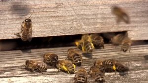 Пчела КАРНИКА!