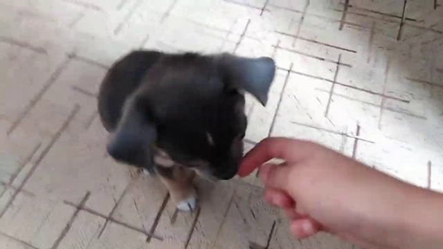 Как отучить собаку кусаться и грысть вещи (школа для собак, выпуск 1-й)? смотреть онлайн