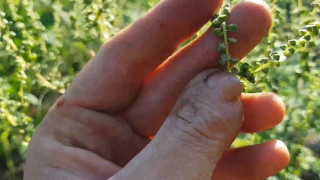 Beifußblättrige Traubenkraut (Ragweed) - w. Blüte/Blüten - 16.09.18 (Ambrosia artemisiifolia) смотреть онлайн