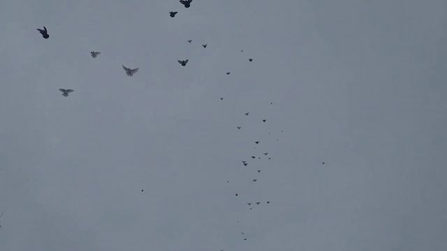Николаевские голуби с.Маячка Славянский р-н.Полеты в дождливую погоду смотреть онлайн