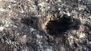 ? Хурма / Весенняя Посадка