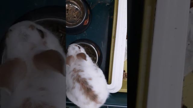 Les aventures de khun kataï alias mr Lapin смотреть онлайн