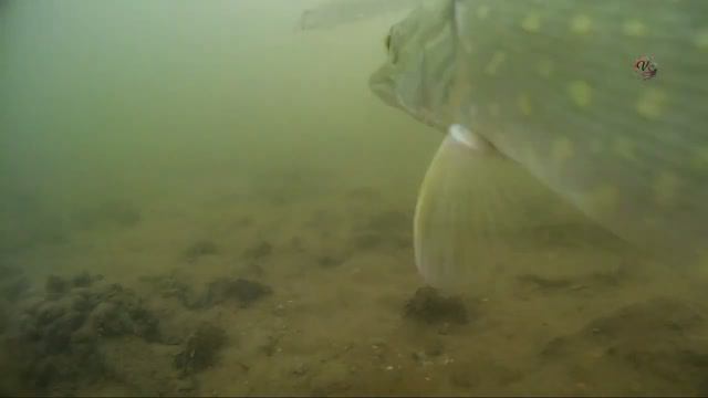 ЩУКА УКРАЛА УЛОВ пока я отвлёкся съёмкой. Сначала на поплавочку клюнул пескарь, а потом его съели... смотреть онлайн