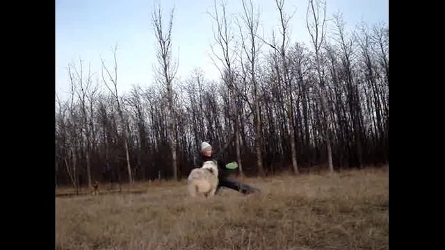 Фризби Вебстайл 2014 Ольга и австралийская овчарка Персик смотреть онлайн