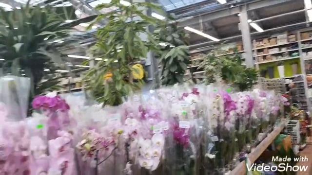 Как правильно посадить ИНЖИР и где можно купить саженцы? смотреть онлайн