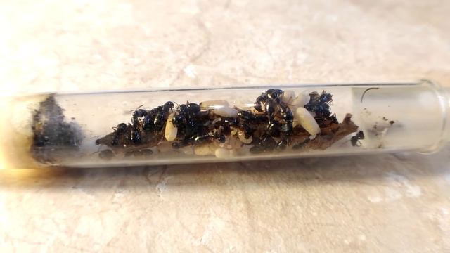 Выбрался на природу, встретил амазонок. Новые муравьи смотреть онлайн